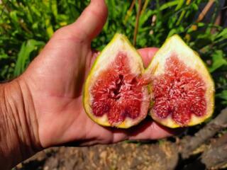 Smochin. Инжир. Soi Dalmatian, puieti 2-3 ani 200 -250 -300 lei, un an 150