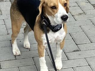 ПРОПАЛА СОБАКА породы БИГЛЬ