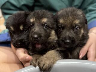 Продам щенков немецкой овчарки чистокровные