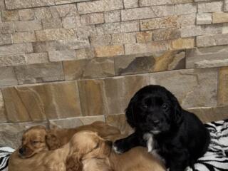 Английский Кокер-Спаниель