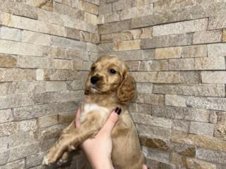 Английский Кокер-Спаниель