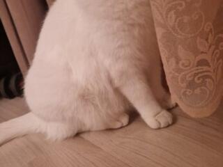 Отдам кошечку в хорошие руки.