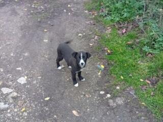 Отдам щенка