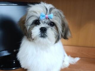 Шикарный мальчик ши-тцу