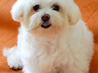 Пристраивается собака-снегурочка!