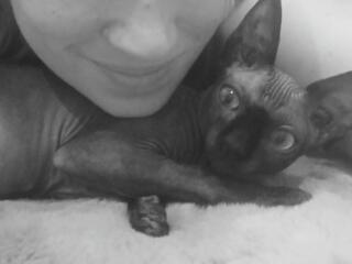 Кошечка сфинкс