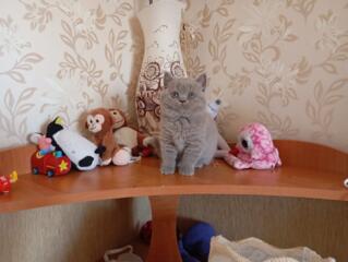 Шотландская девочка