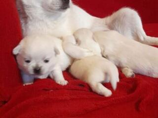 Продаются щенки породы чихуахуа