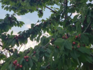 Продам три участка!