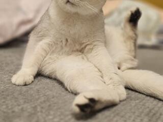 Британская кошка. СРОЧНО!!!!! СРОЧНО!!!!!!