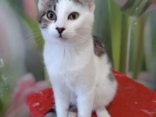 Котики и кошечки в добрые руки!