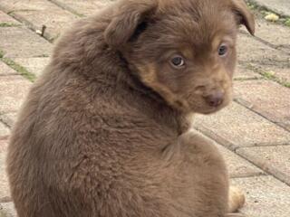 Отдадим в добрые руки щенят