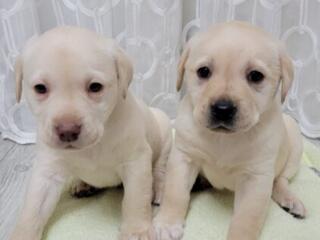 Щенки Лабрадора - Ретривера