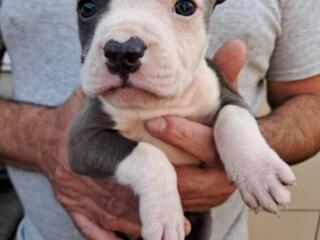 Щенок амстаффа (голубой окрас)