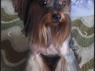 Красавчик йорк