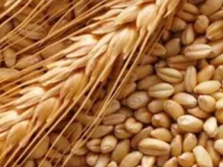 Продам 700 кг пшеницы в мешках