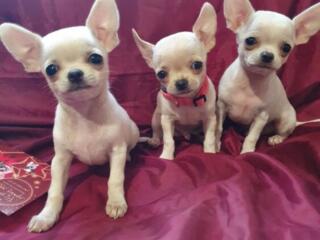 Чихуашки для кармашка