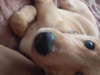 Отдадим в добрые руки