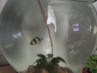 Аквариум круглый 20 л. с рыбкой.