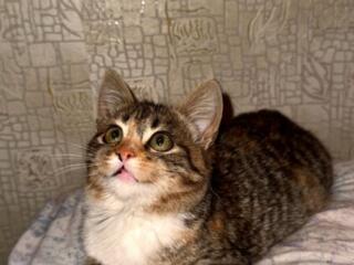 Невероятная кошечка