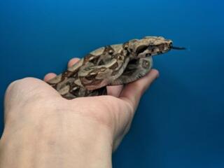 В продаже императорский удав