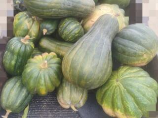 Тыква на корм животным