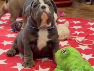 Щенки английского бульдога