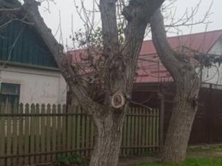 Отдам на спил 2 ореха