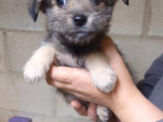 В добрые руки