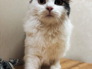 Пушистая стерилизованная кошечка в добрые руки