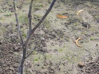 Инжир саженец