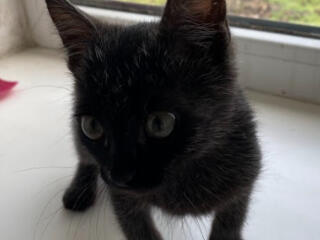 Черный кот. Отдам в добрые руки