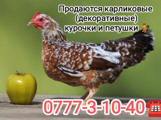 Продам карликовых курочек и петушков.
