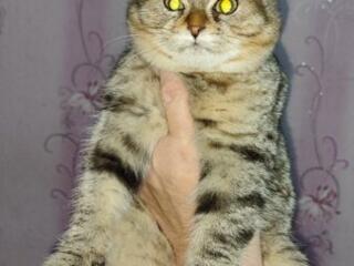 Отдам в добрые руки