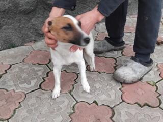 Продам щенков Джек рассел