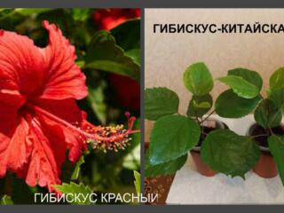 Комнатные цветы