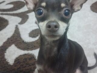 Случка кобеля мини той терьера