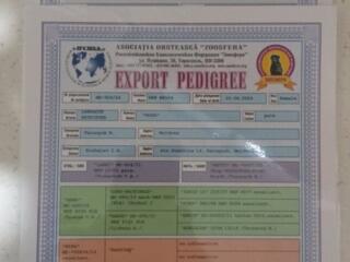 Продажа щенков лабрадор ретривер