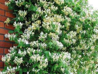 Жимолость плющ кампсис ирис лилия девичий виноград с доставкой