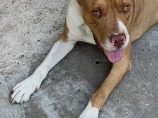 Случка питбуль мальчик