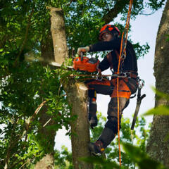Спил деревьев любой сложности