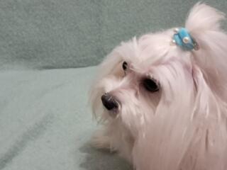 Мальчик Мальтийской болонки ищет невесту для вязки!