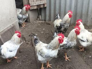 Продам петухов