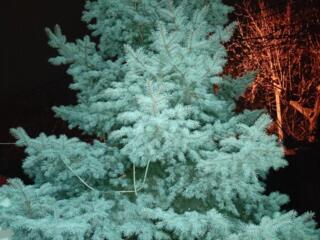 Отдам живую Ель