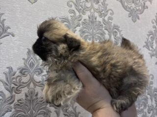 Продается щенок пекинеса