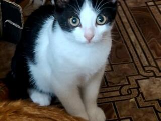 Отдадим в добрые руки!!!