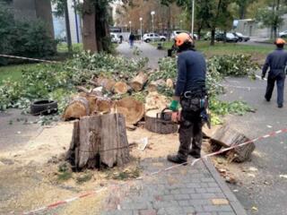 Корчевание пней. обрезка деревьев, сада, спил дерева, уборка Одесса