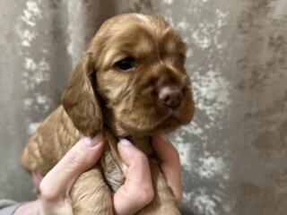 Готовятся к продаже щенки с родословной английского Кокер спаниеля