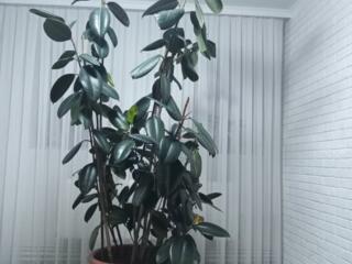 Фикус 2м. 20см. 1800 лей.