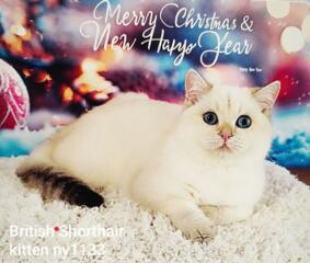 Предлагается британский короткошёрстный котенок в редком окрасе